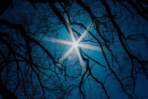 Angle Bas Branches Arbres Sous Lumière Soleil Ciel Bleu — Photo