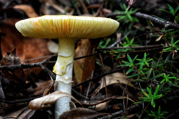 背景がぼんやりとした昼間の森の中の野生の真菌の閉鎖 — ストック写真