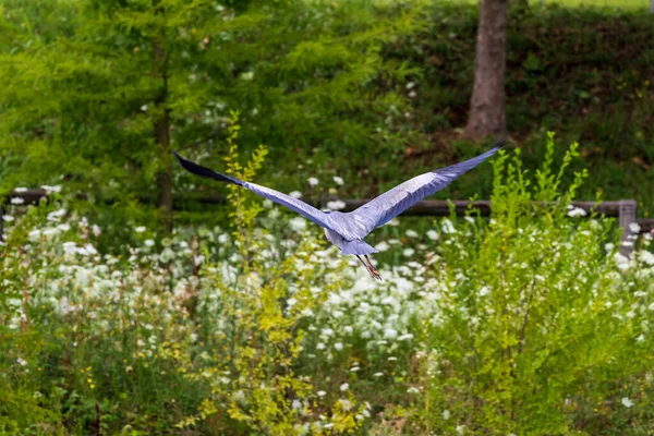 Ein Graureiher Fliegt Über Das Grüne Feld — Stockfoto