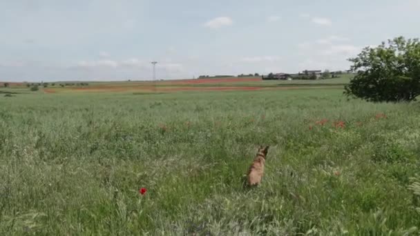 Beautiful View Field Dog — Stock Video