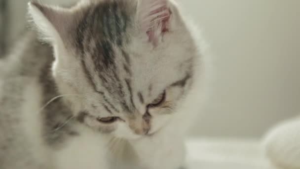 Γάτα Στο Βάθος Κατοικίδιων Ζώων — Αρχείο Βίντεο