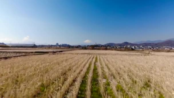 Vackert Landskap Med Ett Fält Vete Och Blå Himmel — Stockvideo