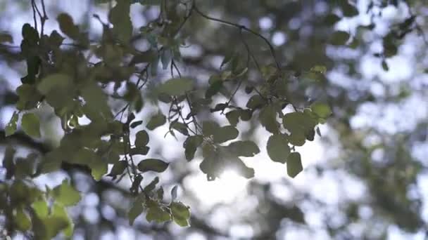 Hojas Verdes Bosque — Vídeos de Stock