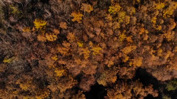 Herbst Blätter Herbst Jahreszeit Flora — Stockvideo