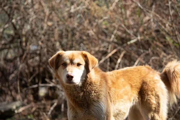 Ένα Πορτραίτο Ενός Σοβαρού Αδέσποτου Σκύλου Που Περιπλανιέται Στο Πάρκο — Φωτογραφία Αρχείου