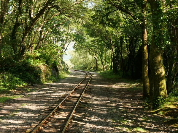 Güneşli Bir Günde Ormanın Içinden Geçen Bir Demiryolu — Stok fotoğraf