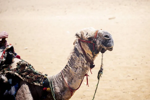 Close Camelo Colorida Selado Deserto Arenoso — Fotografia de Stock