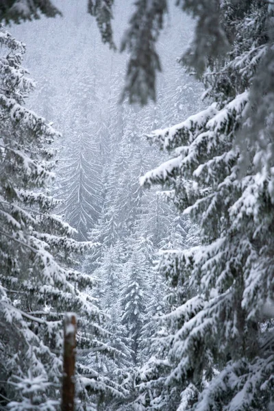 Una Hermosa Vista Los Pinos Cubiertos Espesa Nieve Blanca Bosque — Foto de Stock