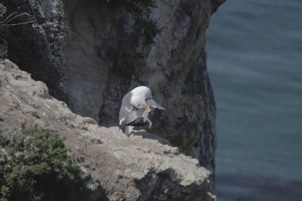 Vue Panoramique Une Mouette Perchée Sur Une Surface Rocheuse — Photo