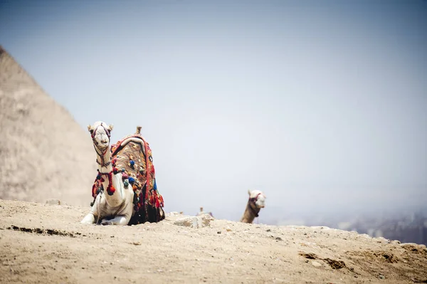 Giza Piramitleri Nin Jizah Mısır Önünde Güzel Bir Deve Görüntüsü — Stok fotoğraf