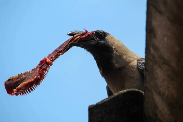 Oiseau Prédateur Sauvage Qui Mange Viande Animale — Photo