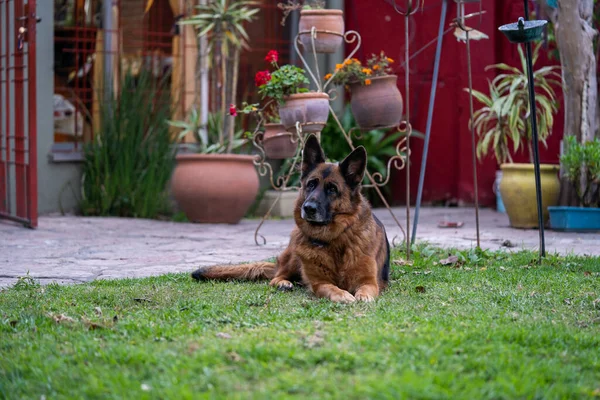 Nahaufnahme Eines Schäferhundes Der Hof Seines Hauses Auf Dem Gras — Stockfoto