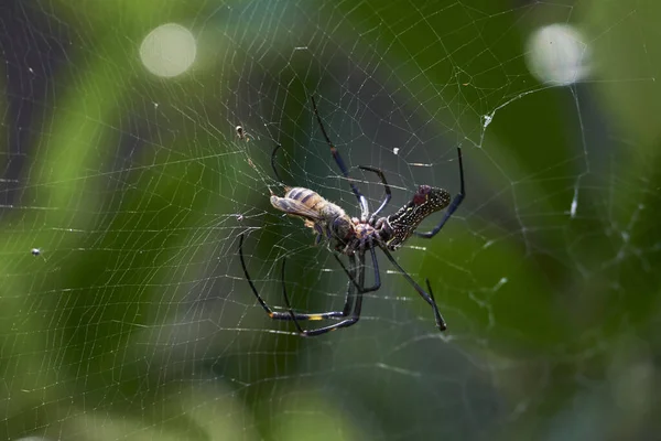 Μια Επιλεκτική Φωτογραφία Μιας Αράχνης Που Ράβει Έναν Ιστό — Φωτογραφία Αρχείου