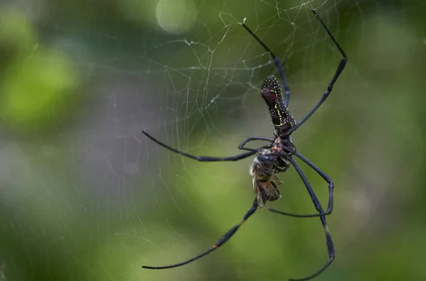 Mise Point Sélective Une Araignée Cousant Une Toile — Photo