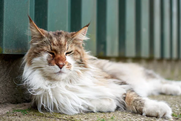 Retrato Gato Adormilado Tumbado Aire Libre — Foto de Stock