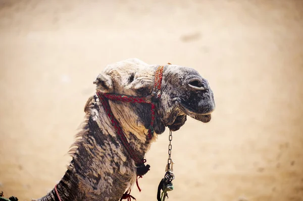 Een Close Van Een Kleurrijk Gezadelde Kameel Een Zandwoestijn — Stockfoto