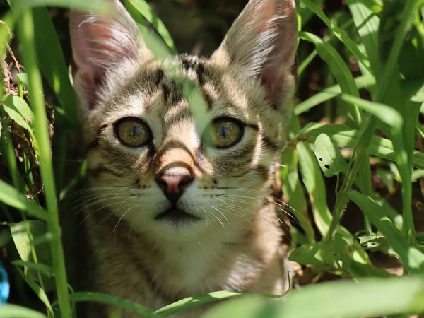 정원에서 복슬복슬 아름다운 고양이의 — 스톡 사진