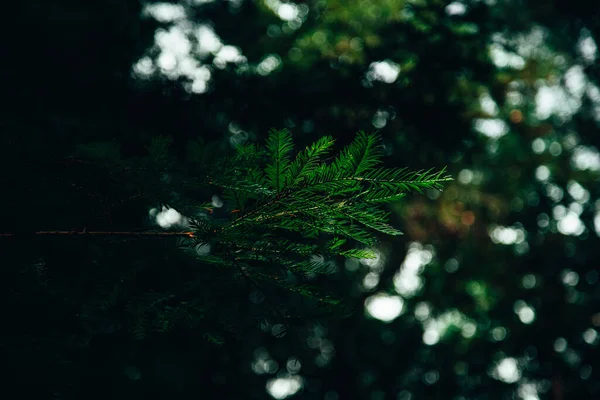 Selektivní Zaměřovací Snímek Jehličnaté Větve Stromu Lese — Stock fotografie