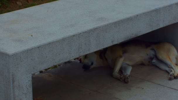 Pies Mieście — Wideo stockowe