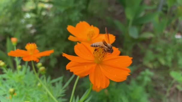 Belles Fleurs Dans Jardin — Video