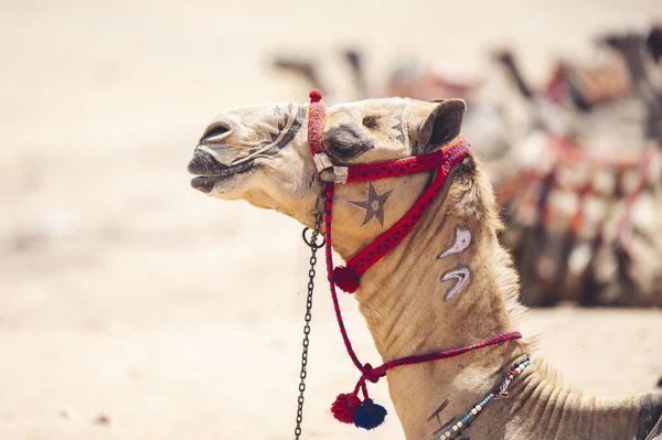 Nahaufnahme Eines Bunt Gesattelten Kamels Einer Sandwüste — Stockfoto
