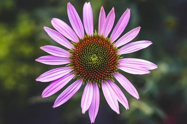 Primer Plano Hermosa Flor Púrpura Coneflower Contra Fondo Verde Borroso —  Fotos de Stock