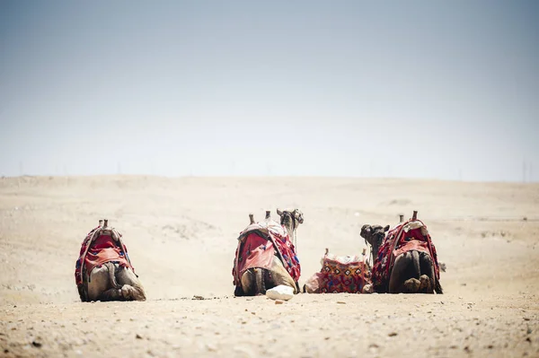 Kolorowe Wielbłądy Czekające Turystów Leżących Pustynnym Piasku — Zdjęcie stockowe