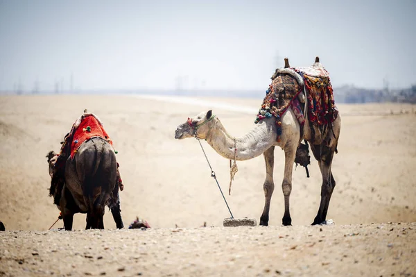 Primo Piano Cammello Colorato Sellato Deserto Sabbioso — Foto Stock