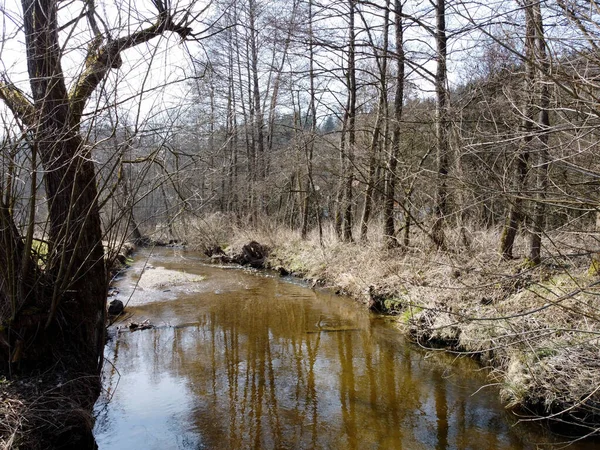 Hermoso Paisaje Con Río Bosque —  Fotos de Stock