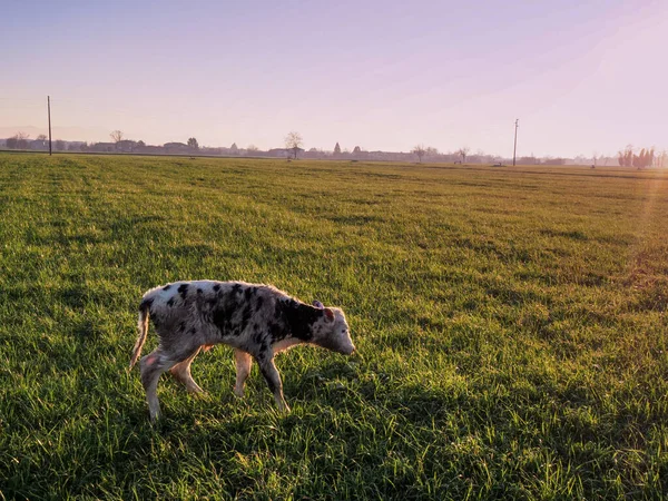 Veau Holstein Nouveau Mignon Sur Pré — Photo