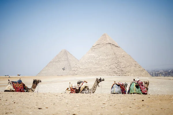 Belo Tiro Camelos Coloridos Selados Frente Das Pirâmides Gizé Jizah — Fotografia de Stock