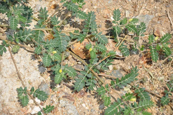 Una Vista Dall Alto Della Mimosa Pudica Nella Natura Selvaggia — Foto Stock