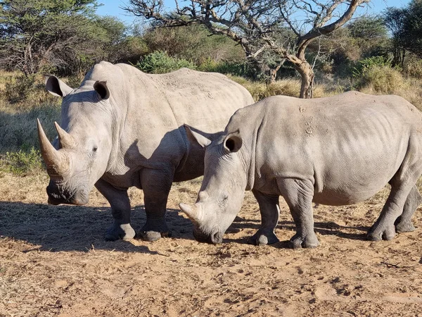 Closeup Two Beautiful Rhinos Grazing Sunny Field Namibia Greenery Surrounding — Stock Photo, Image