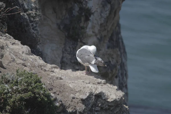 Una Vista Panorámica Una Gaviota Encaramada Una Superficie Rocosa — Foto de Stock