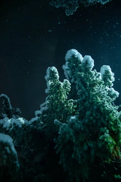 Una Hermosa Vista Las Ramas Los Árboles Siempreverdes Cubiertos Nieve —  Fotos de Stock
