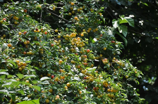 Bush Wild Small Fruit Forest — Stock Photo, Image