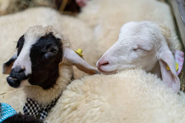 Nahaufnahme Schlafender Lämmer Stall — Stockfoto