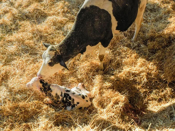 Close Bezerro Holandês Recém Nascido Sendo Cuidado Por Sua Mãe — Fotografia de Stock