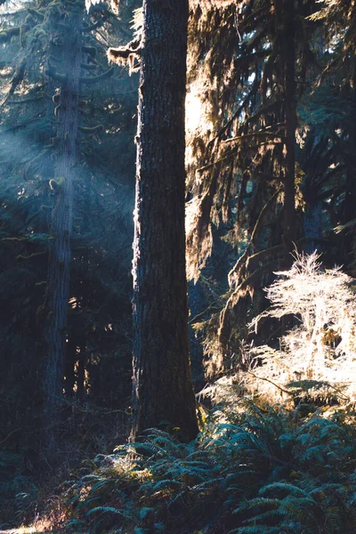 Disparo Vertical Árbol Soleado Bosque — Foto de Stock