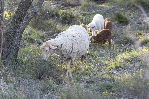 Una Oveja Madre Guiando Sus Corderos Través Del Bosque Con — Foto de Stock