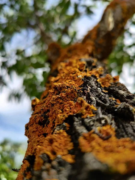 Plano Vertical Árbol Cubierto Musgos Bajo Luz Del Sol Con — Foto de Stock