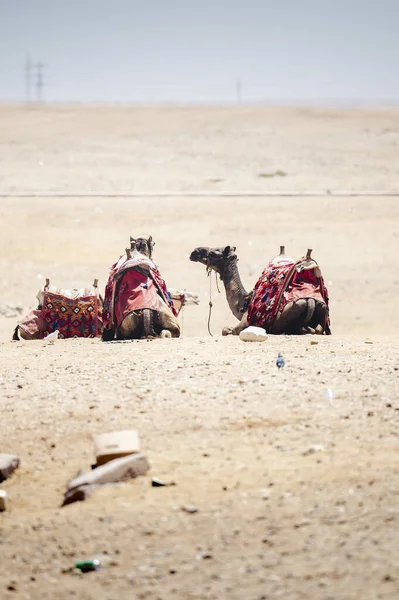 砂漠の砂の上に横たわる観光客のライダーを待っているカラフルな鞍ラクダ — ストック写真