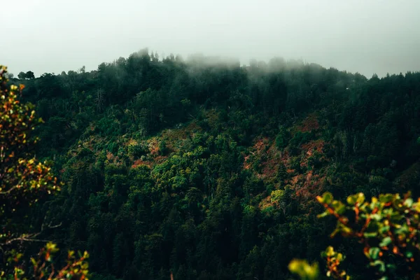 Ein Faszinierender Blick Auf Nebligen Bergwald Mit Dicht Grünen Bäumen — Stockfoto