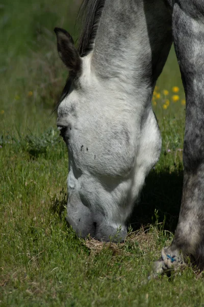 Pionowe Ujęcie Szarego Konia Pasącego Się Trawie Polu — Zdjęcie stockowe