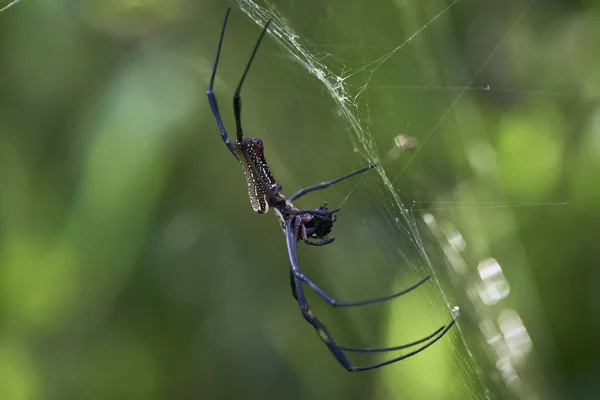 Tiro Foco Seletivo Uma Aranha Costurando Uma Teia — Fotografia de Stock