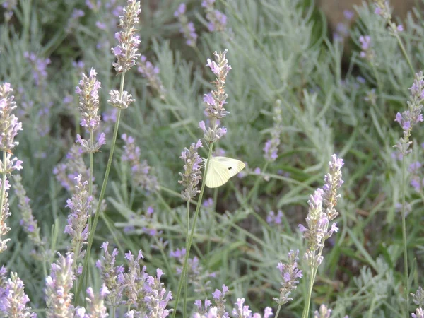 Beautiful Butterfly Flower Field — Stock Photo, Image