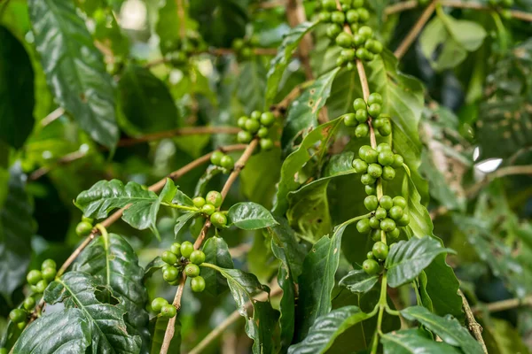 Closeup Shot Green Coffee Beans Tree — Stock Photo, Image