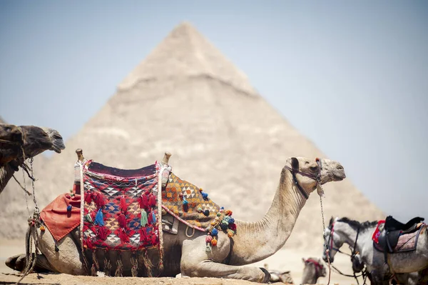 Barevně Osedlané Velbloudi Čekají Turisty Před Pyramidami Gíze Jizah Egypt — Stock fotografie