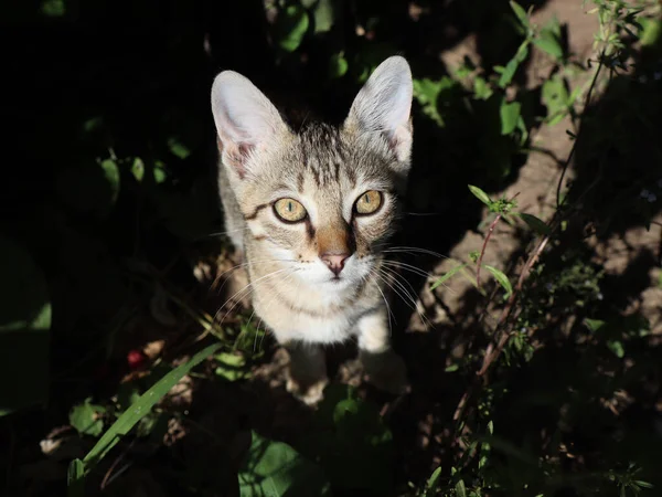 정원에서 복슬복슬 아름다운 고양이의 — 스톡 사진