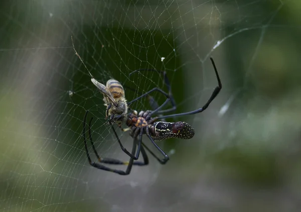 蜘蛛缝制蜘蛛网的有选择的焦点镜头 — 图库照片